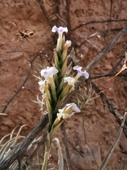 Tillandsia streptocarpa