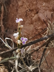 Tillandsia streptocarpa
