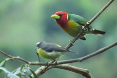 Eubucco bourcierii