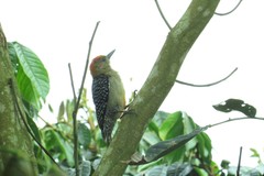 Melanerpes rubricapillus