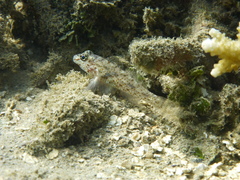 Fusigobius neophytus
