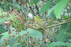 Piranga rubra