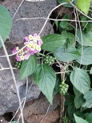 Lantana camara image