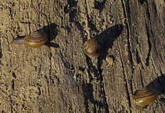 Helminthoglypta tudiculata
