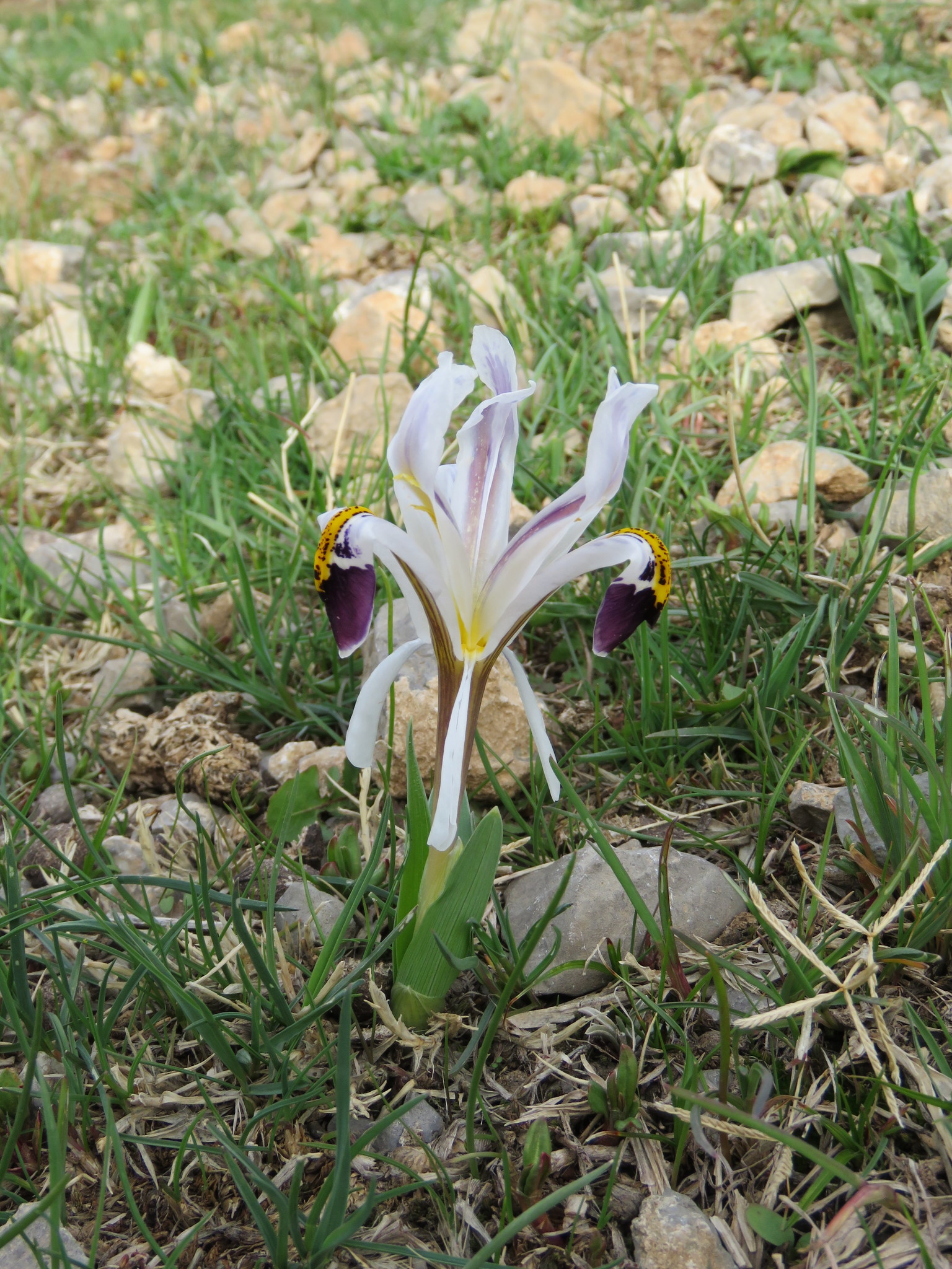 Imagem de Iris-da-praia