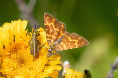 Chrysolarentia chrysocyma