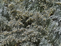 Artemisia arborescens