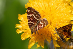 Chrysolarentia polycarpa