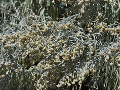 Artemisia arborescens