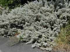 Artemisia arborescens