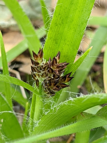 Image of Luzula comosa by (c) Ken-ichi Ueda, some rights reserved (CC BY)