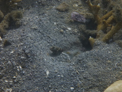 Cryptocentrus strigilliceps