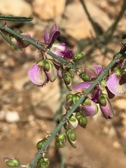 Polygala virgata