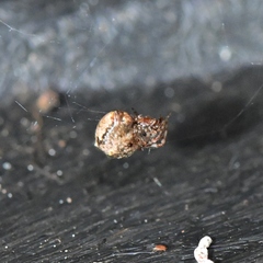 Theridiidae
