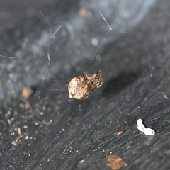 Theridiidae