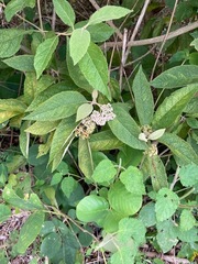 Callicarpa acuminata