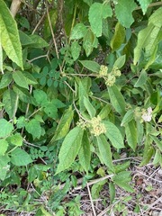 Callicarpa acuminata