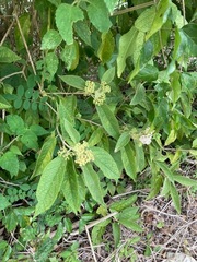 Callicarpa acuminata