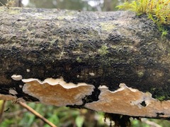 Polyporales