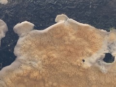 Polyporales