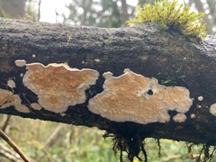 Polyporales