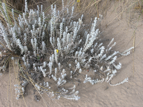 Achillea maritima image