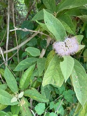 Callicarpa acuminata