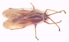 Inoma