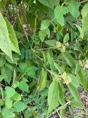 Callicarpa acuminata