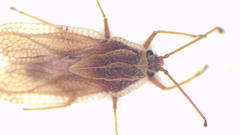 Inoma