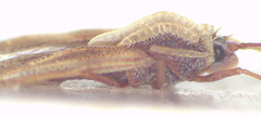 Inoma
