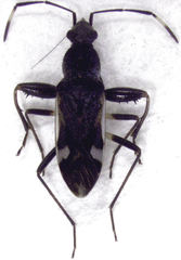 Horridipamera robusta