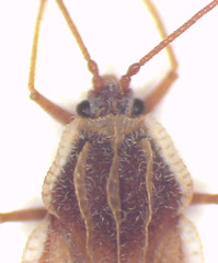 Inoma