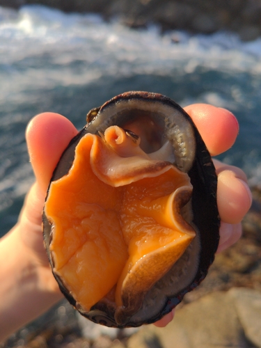 Owl Limpet, Monterey County, US-CA, US, photo 4 of 10