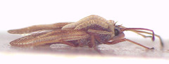 Inoma