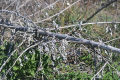 Helianthus argophyllus