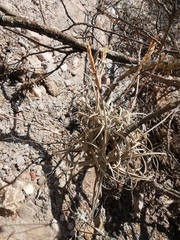 Tillandsia streptocarpa