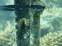 Salarias alboguttatus