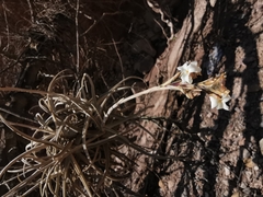 Tillandsia streptocarpa