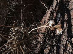 Tillandsia streptocarpa