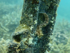 Salarias alboguttatus