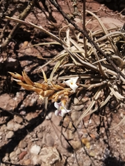 Tillandsia streptocarpa