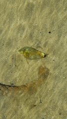 Amoria undulata