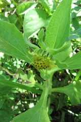 Smallanthus connatus