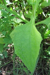 Smallanthus connatus
