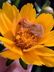 Cirrhophanus pretiosa