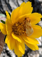 Cirrhophanus pretiosa