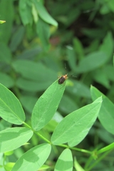 Horciasinus argentinus