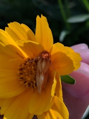 Cirrhophanus pretiosa