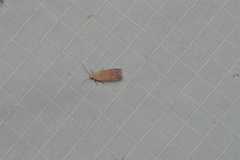 Anacampsis fullonella